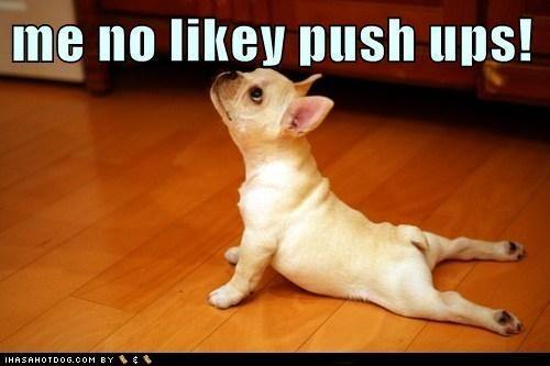 funny-dog-pictures-me-no-likey-push-ups[1]